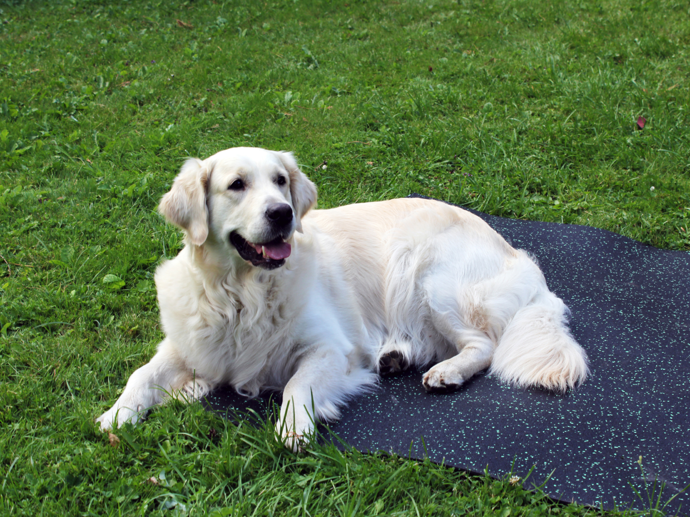 20.12.4.ABD.Bg Лежанка для животных в вольере Alegria big dog  - Вид №1