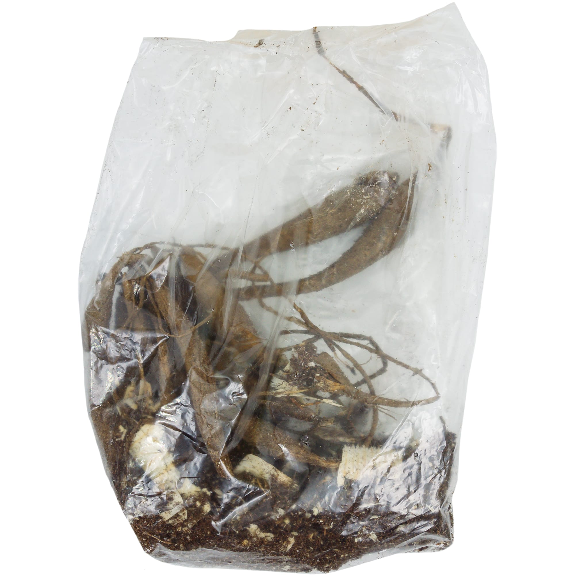 82118673 Георгины помпонные «Голден Септер», 1 шт Santreyd  - Вид №1