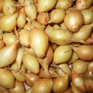 Лук-севок "Купидо" F1 900 гр