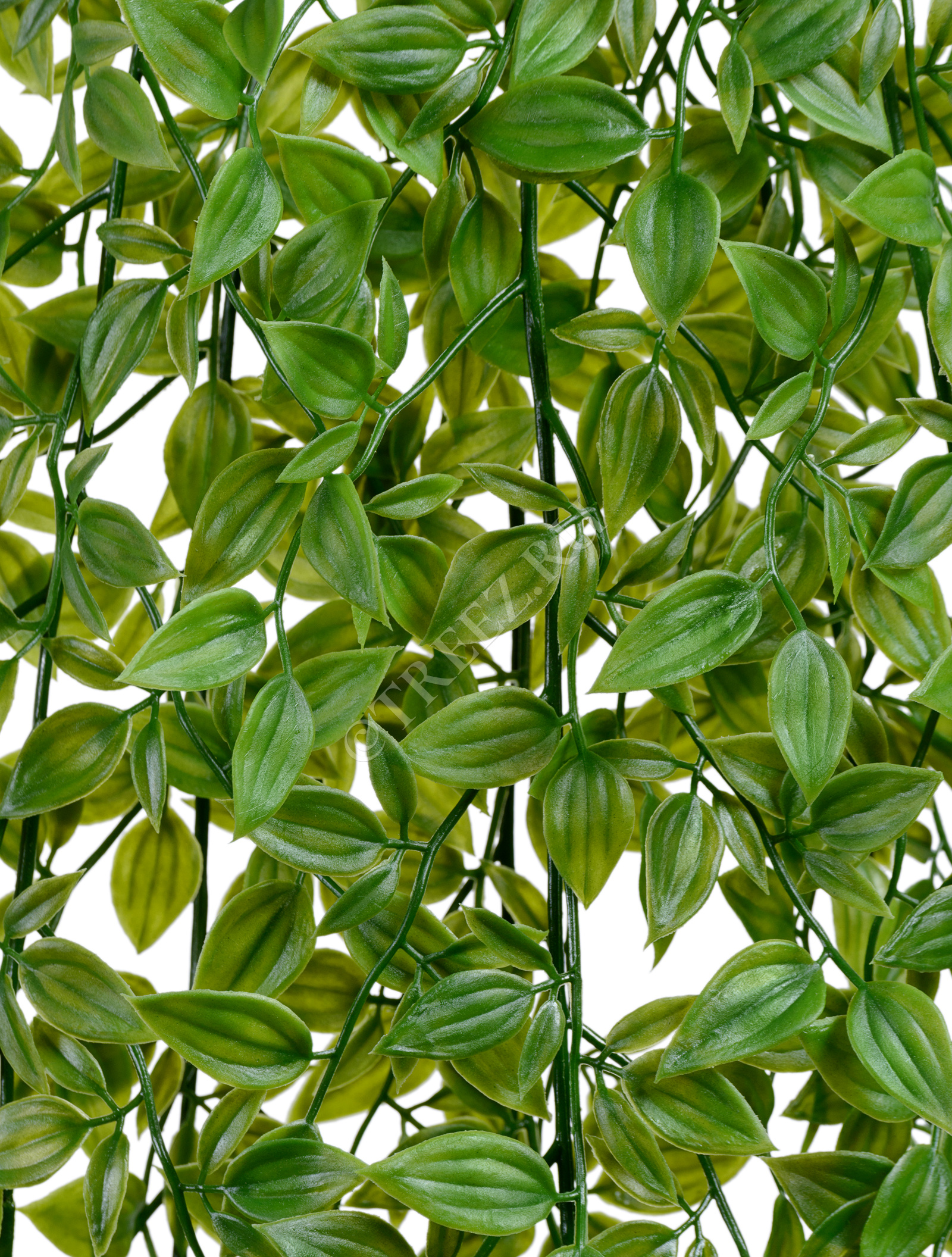 20.0218063N Традесканция зелёная Цветочная коллекция  - Вид №1