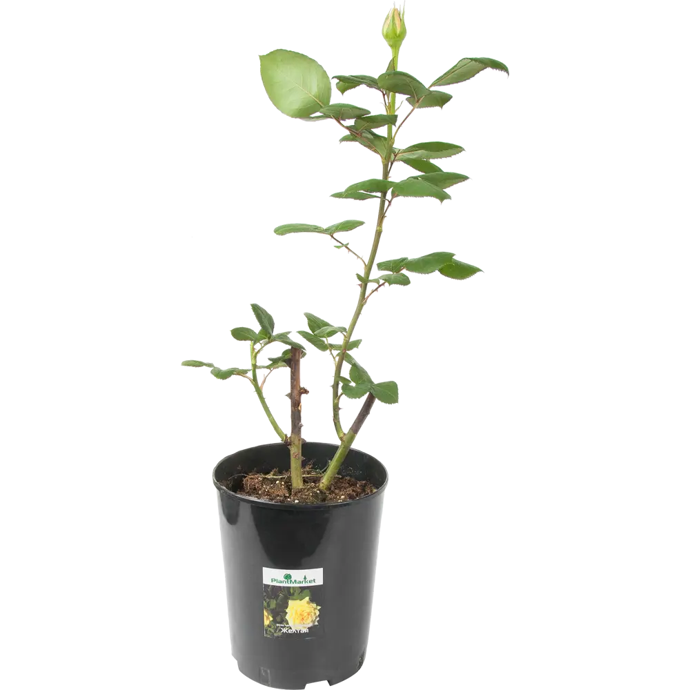 Роза чайно-гибридная жёлтая 15x55 см PLANTMARKET STLM-2084769