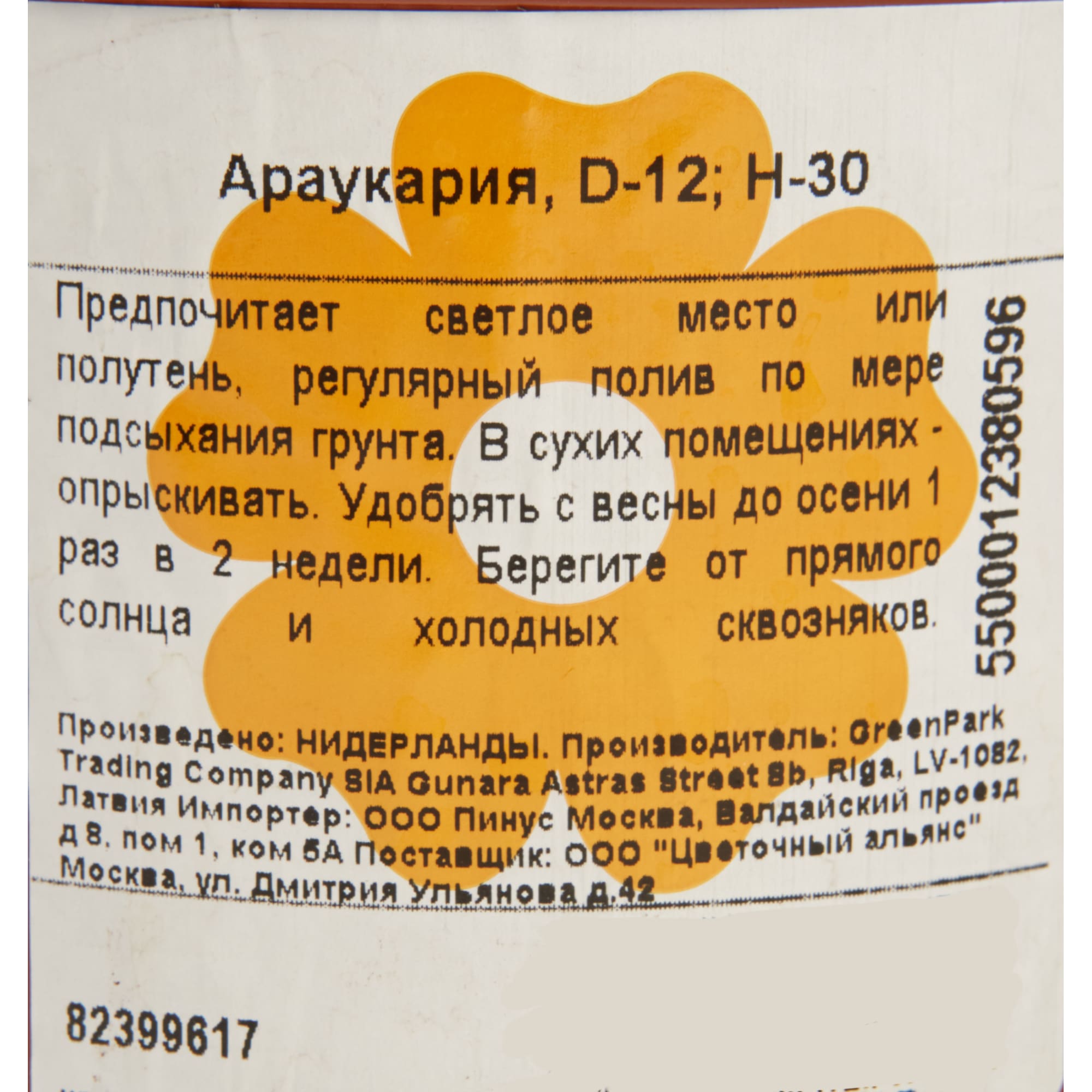 82399617 Араукария 12x30 см Santreyd  - Вид №2