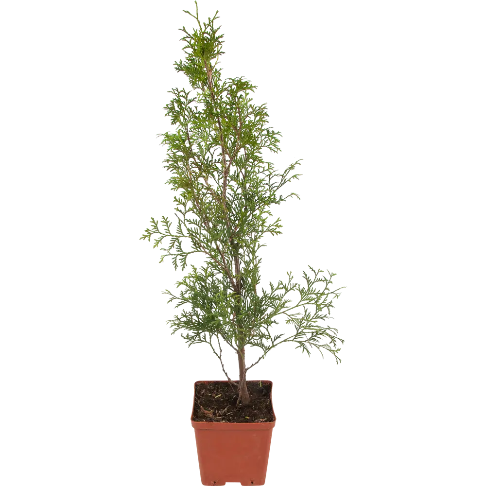 Туя западная «Колумна» 15x30 см 82596818 STLM-2182044 Santreyd 