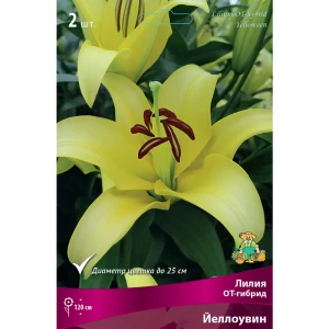 Лилия ОТ-гибрид «Йеллоувин», высота 50 см, 1 шт. 82000186 STLM-2003472