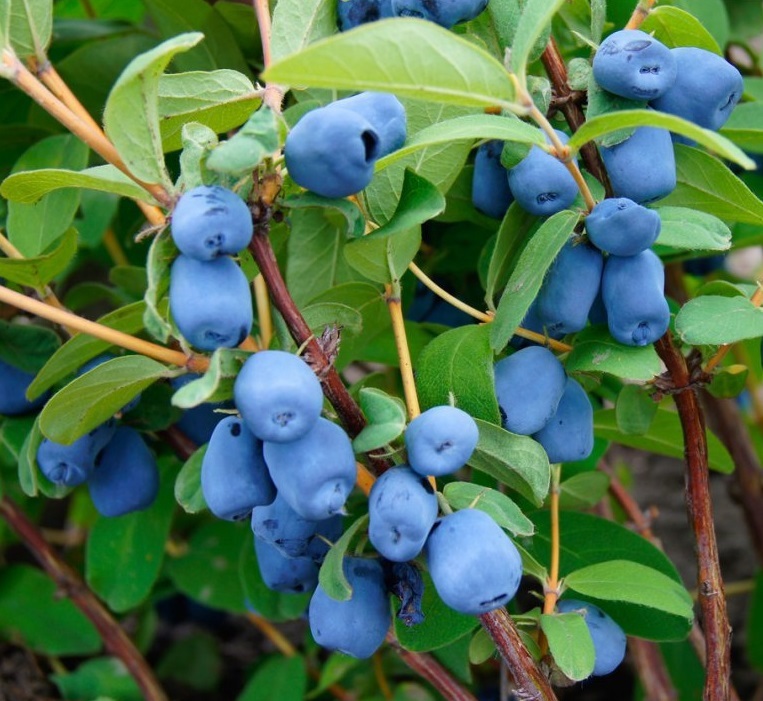 Саженец жимолости Бажовская - плодовый кустарник для сада 85607975