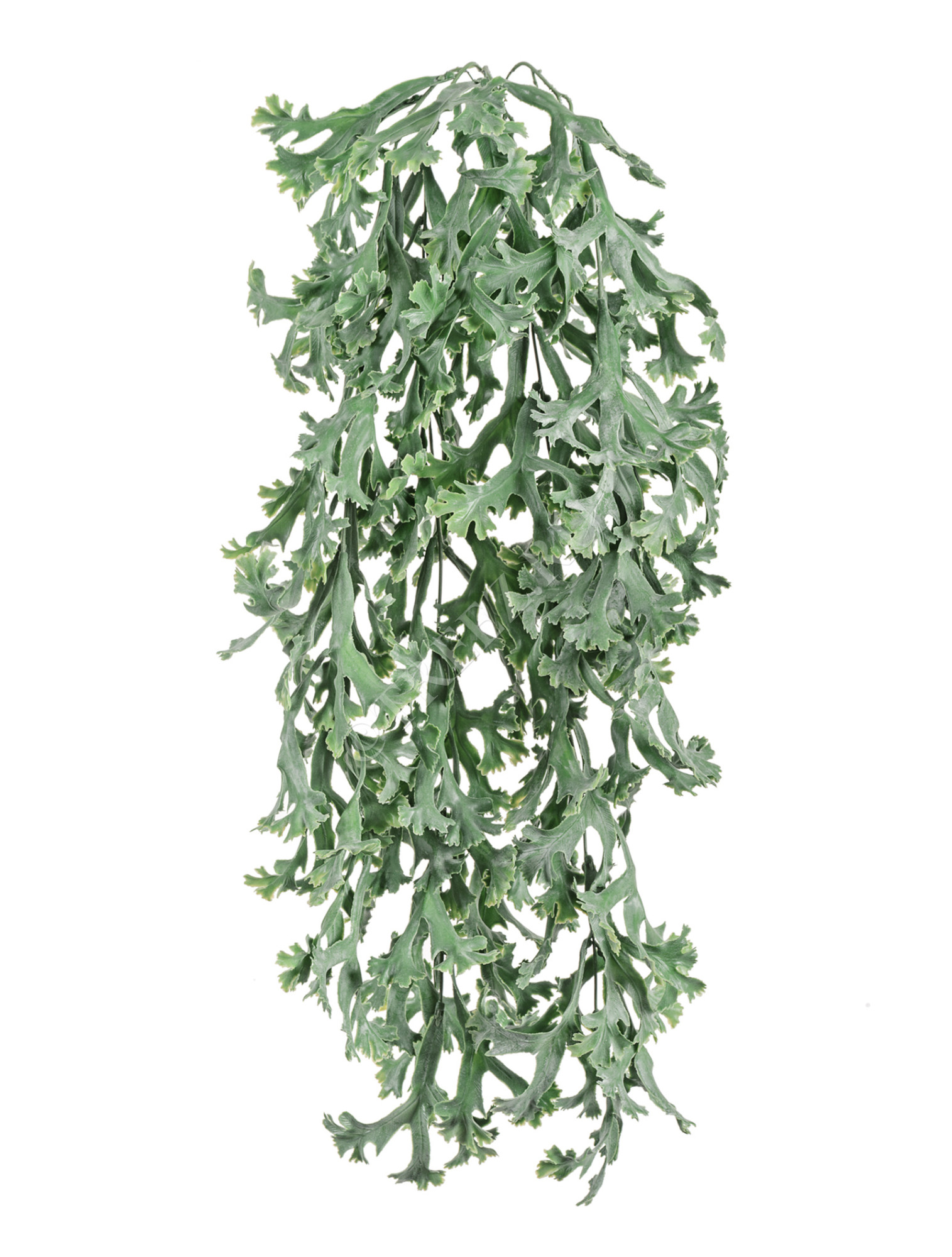 20.071921GR Стегхорн Хилии (Оленьи рога) куст ампельный Цветочная коллекция 