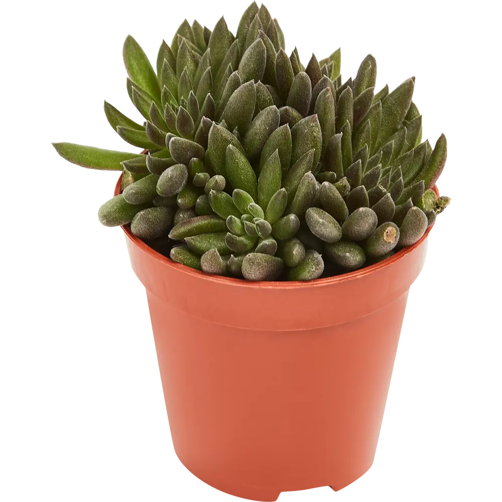 Santreyd Сцинокрассула микс — компактный суккулент для интерьера 85062789 STLM-0058122