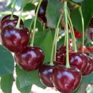 Вишня «Харитоновская» 7 л 18654521 STLM-2002938