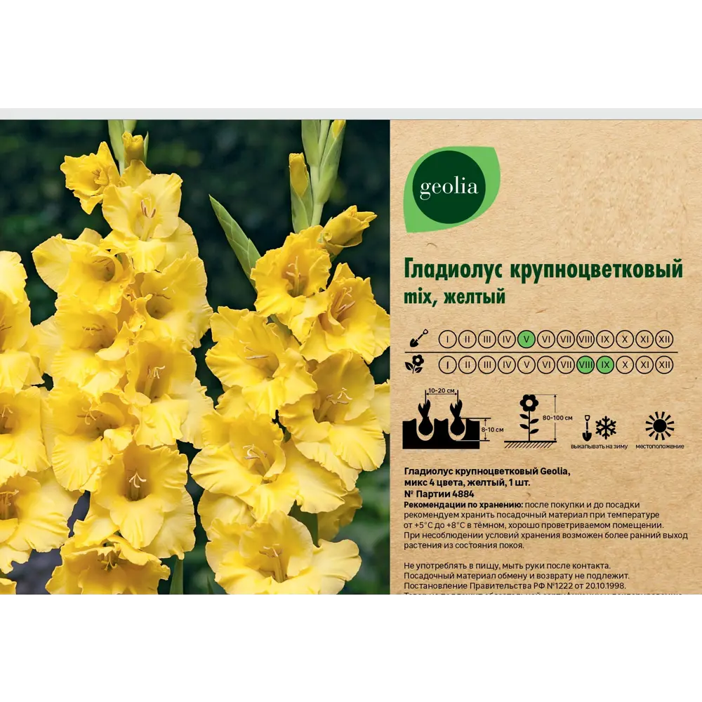 Гладиолус Geolia крупноцветковый микс 1 шт 86408555 STLM-2028454  - Вид №2
