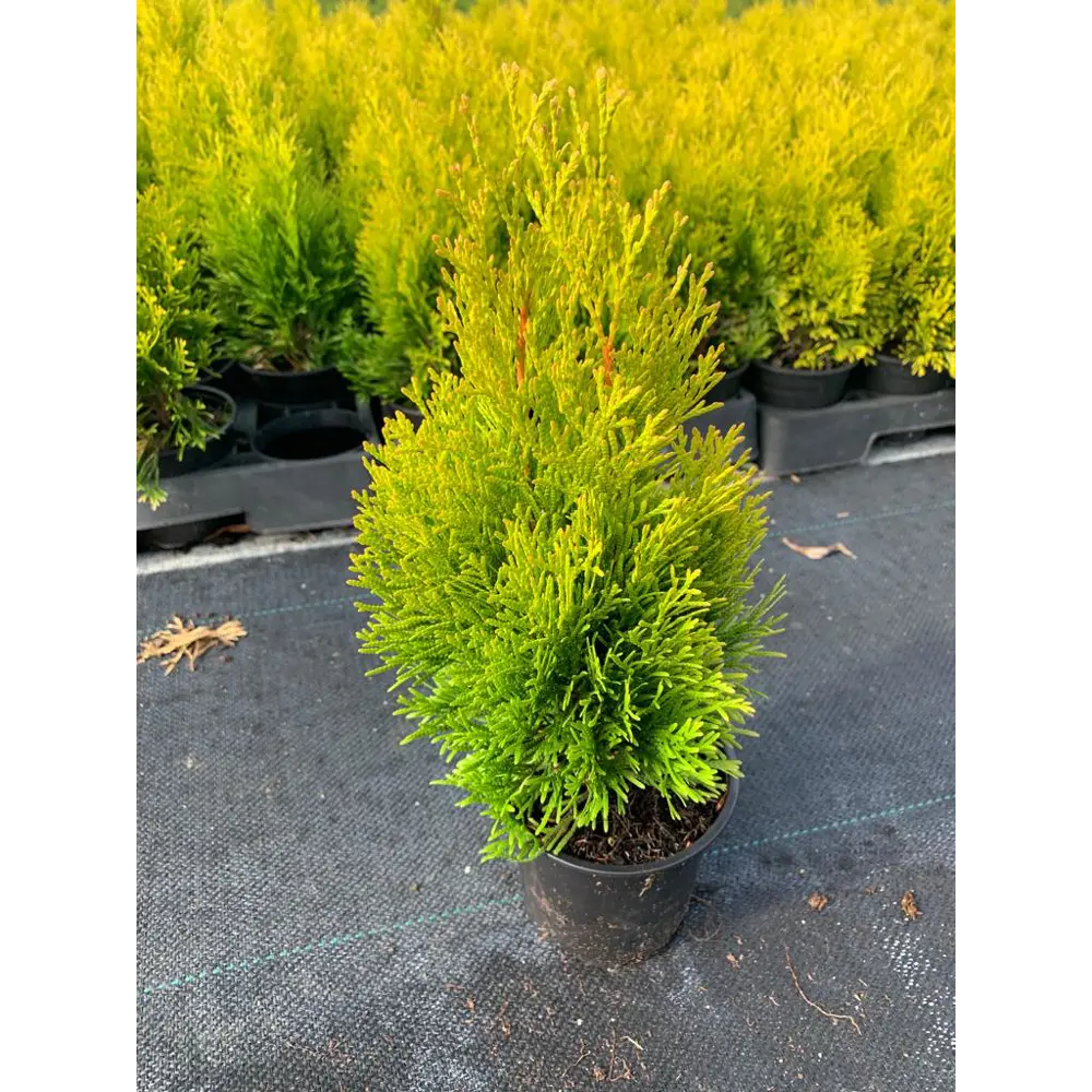 Santreyd Туя западная Голден Брабант - золотистый хвойный акцент для сада 89363742 STLM-0962386