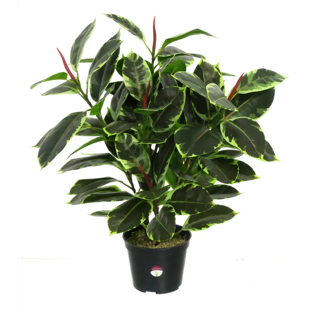 Искусственное растение Фикус Робуста ø17 h70 см Santreyd STLM-2087884 - Вид №2