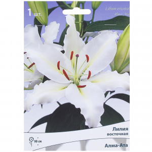 81945445 Лилия восточная «Алма-Ата»