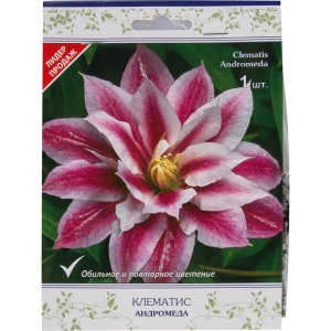 Клематис крупноцветковый Андромеда в капере 82527497 STLM-2065687