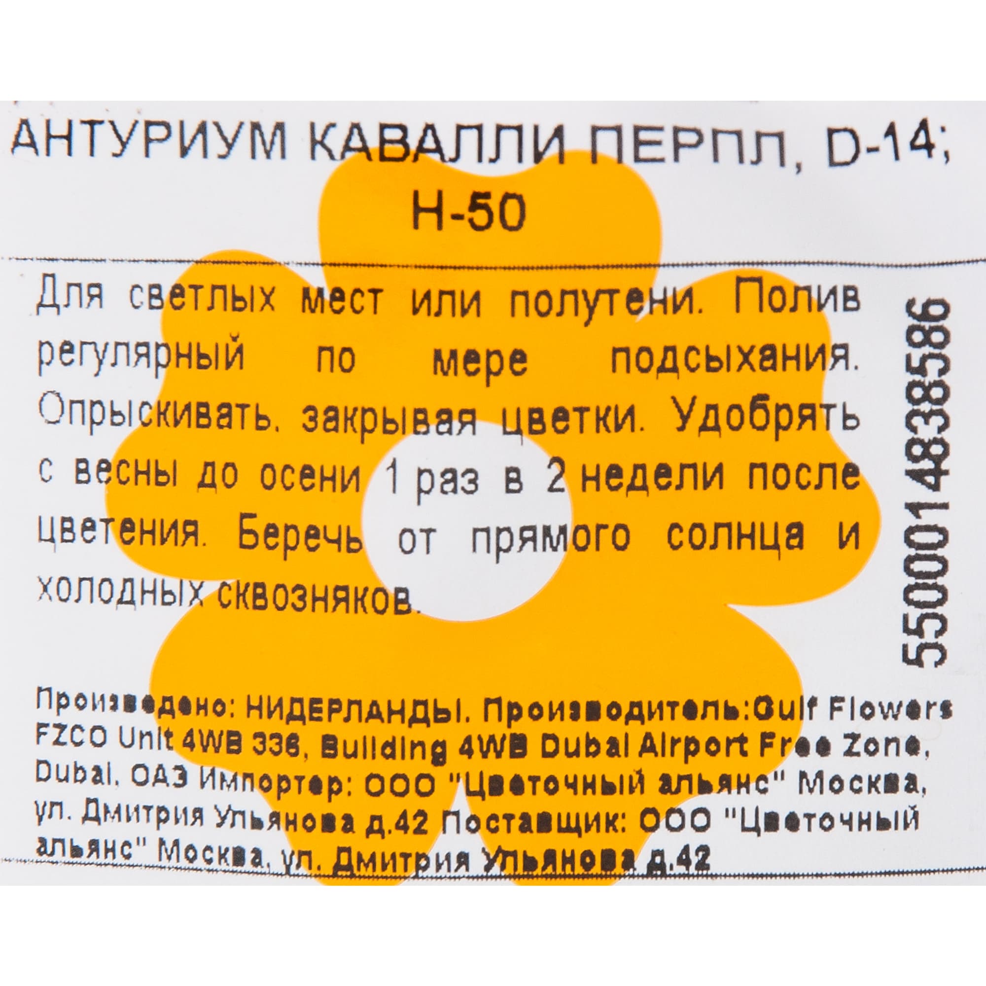 82850408 Антуриум "Кавалли Перпл" 14х50 см Santreyd  - Вид №2