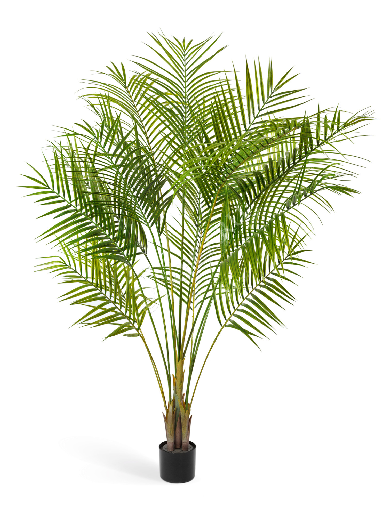 10.0213031 Пальма Арека Новая Цветочная коллекция 