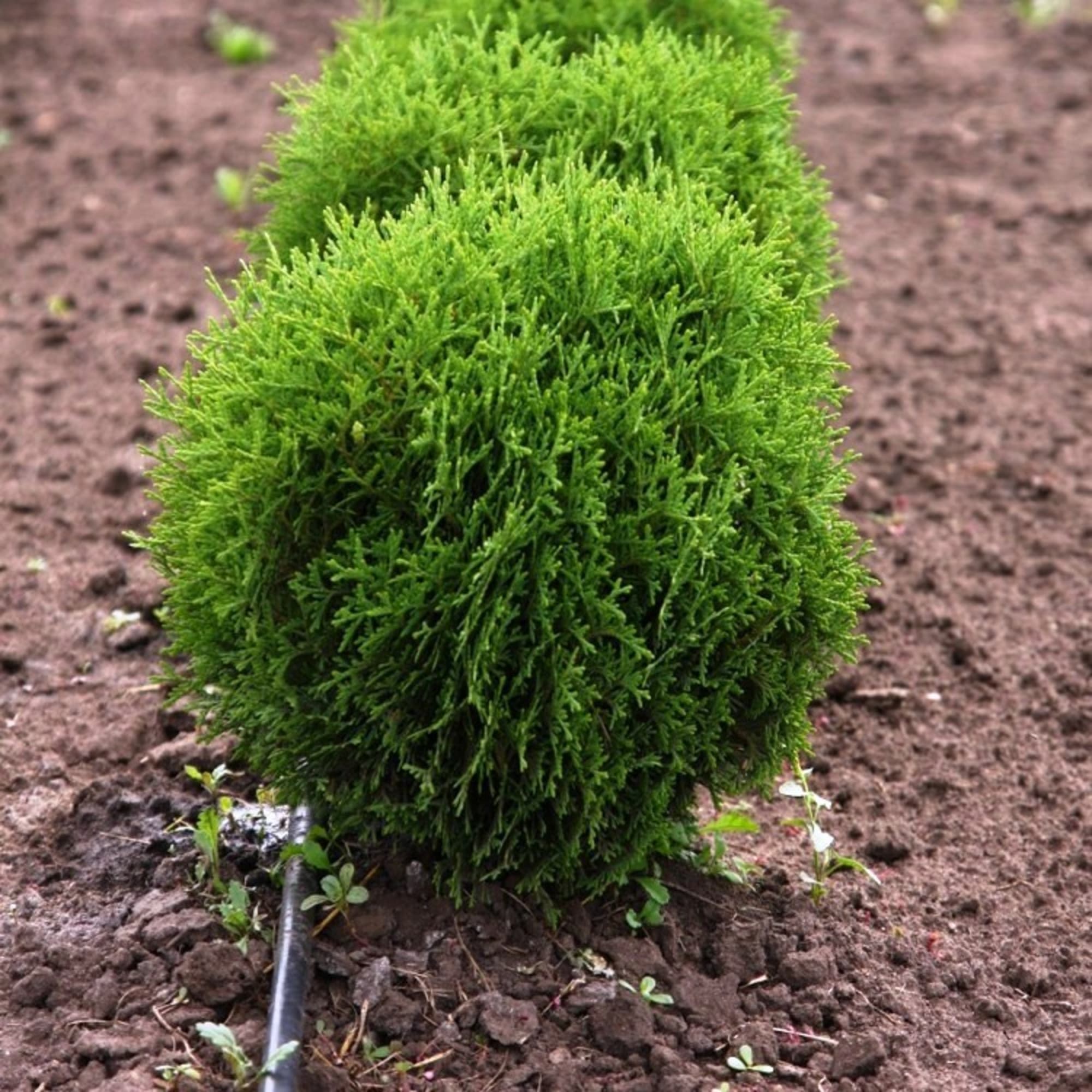 82596819 Туя западная «Хозери» 15x30 см Santreyd  - Вид №2