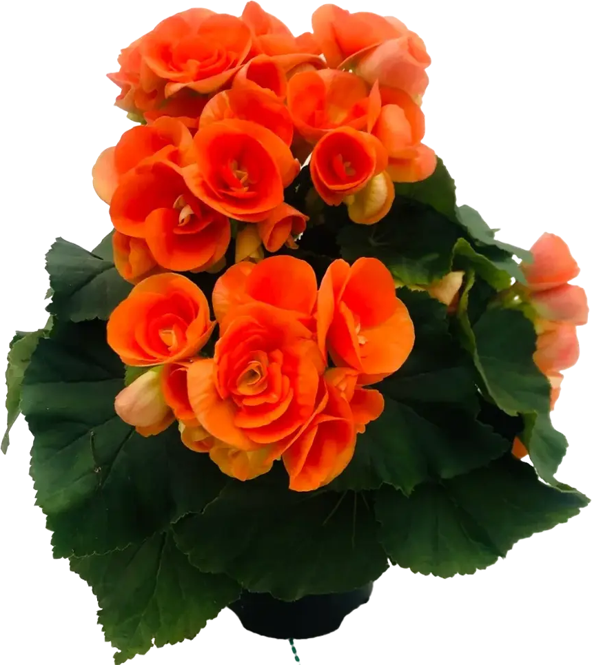 86217139 Бегония Элатиор ø22 h40 см STLM-0066827