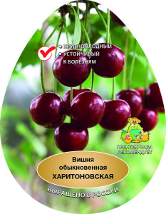 86544041 Вишня Харитоновская сетка h180 см STLM-0069918 Santreyd