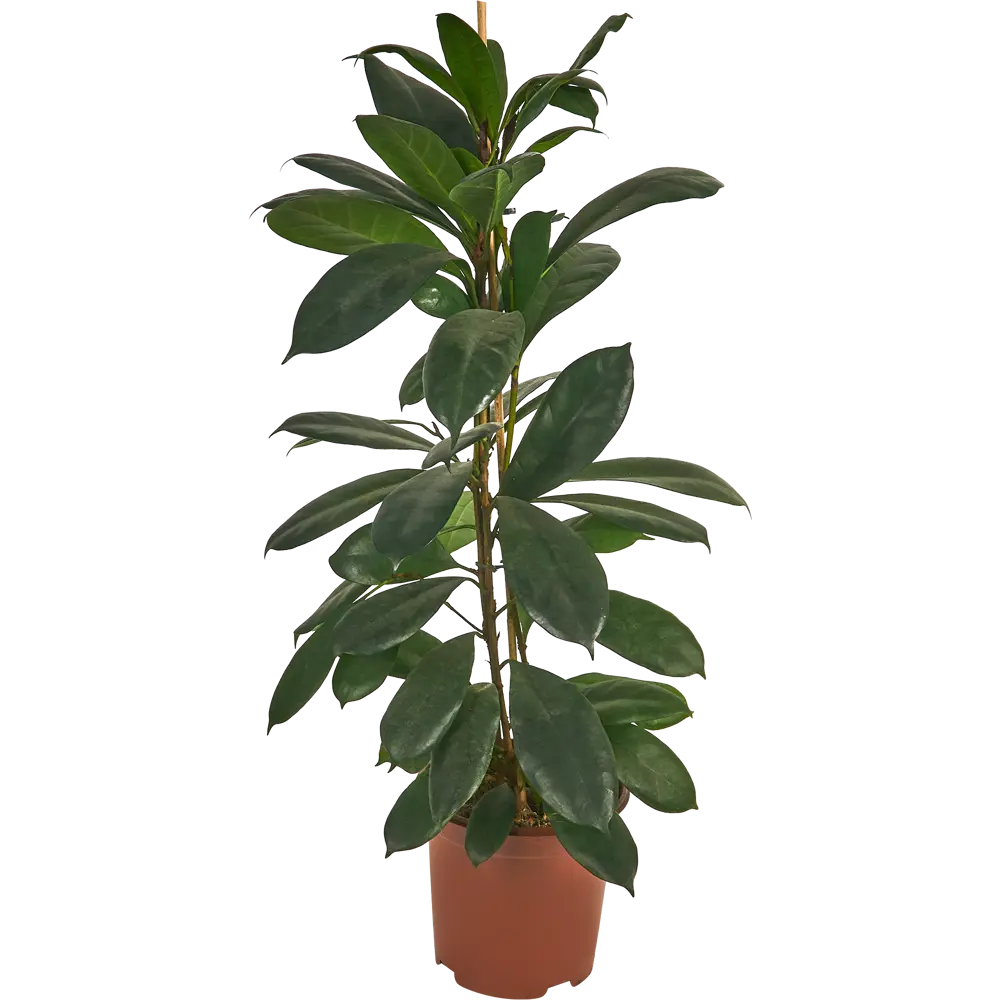 Фикус Циатистипула Santreyd — элегантное комнатное дерево с двухцветной листвой 85324845 STLM-0061458