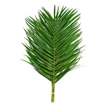 Листья робелини 80 см Santreyd 26385 - Вид №1