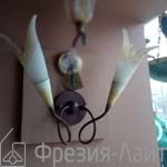 Florenz Lamp 2181.02M бра