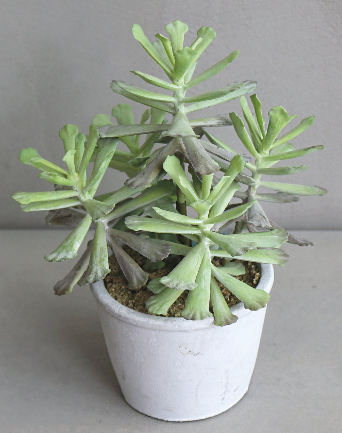 6102 883 a3 Искусственный суккулент, горшок, 25 см, зеленый H-andreas  - Вид №1