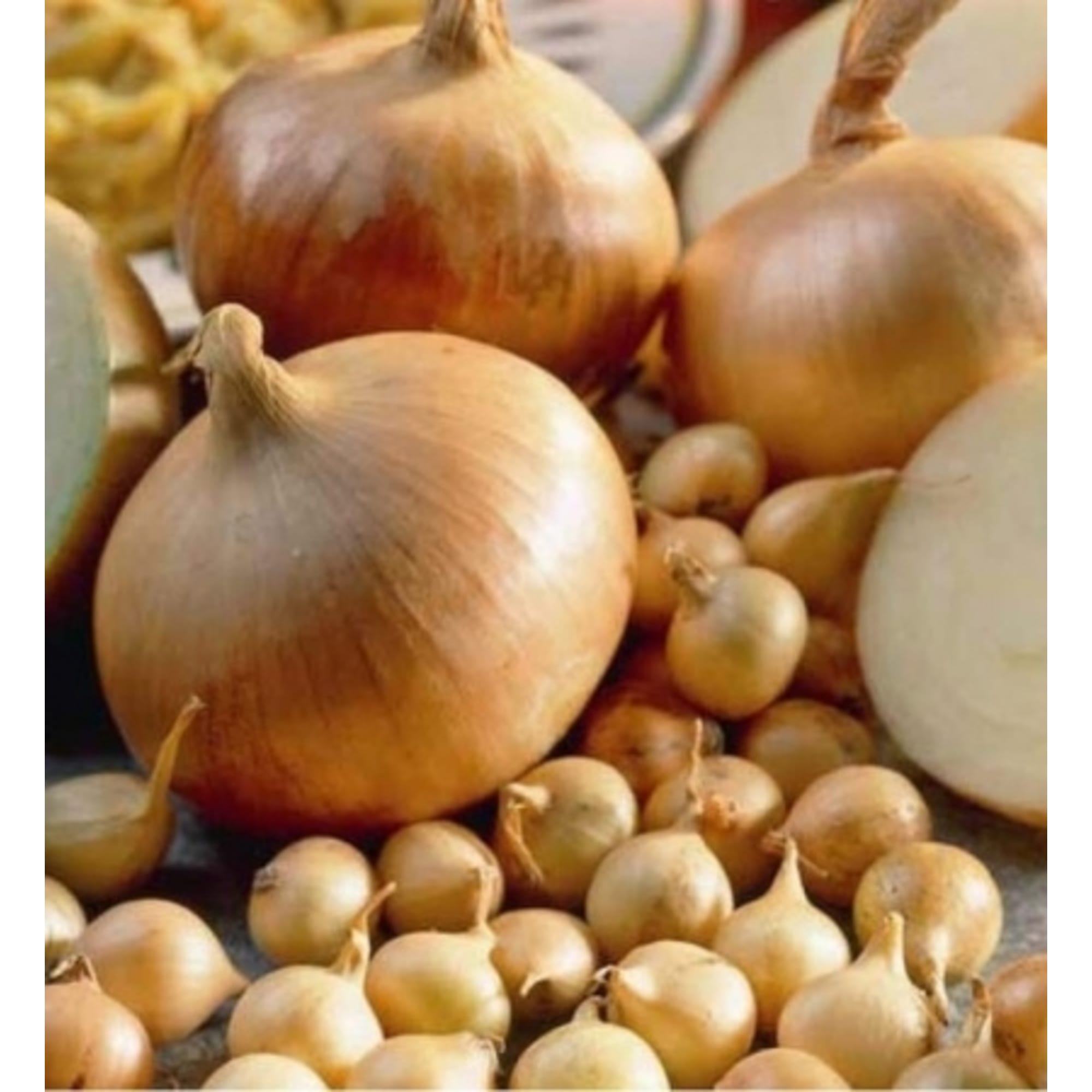 83275842 Лук-севок «Румба» 10/21, 0.35 кг Santreyd  - Вид №2