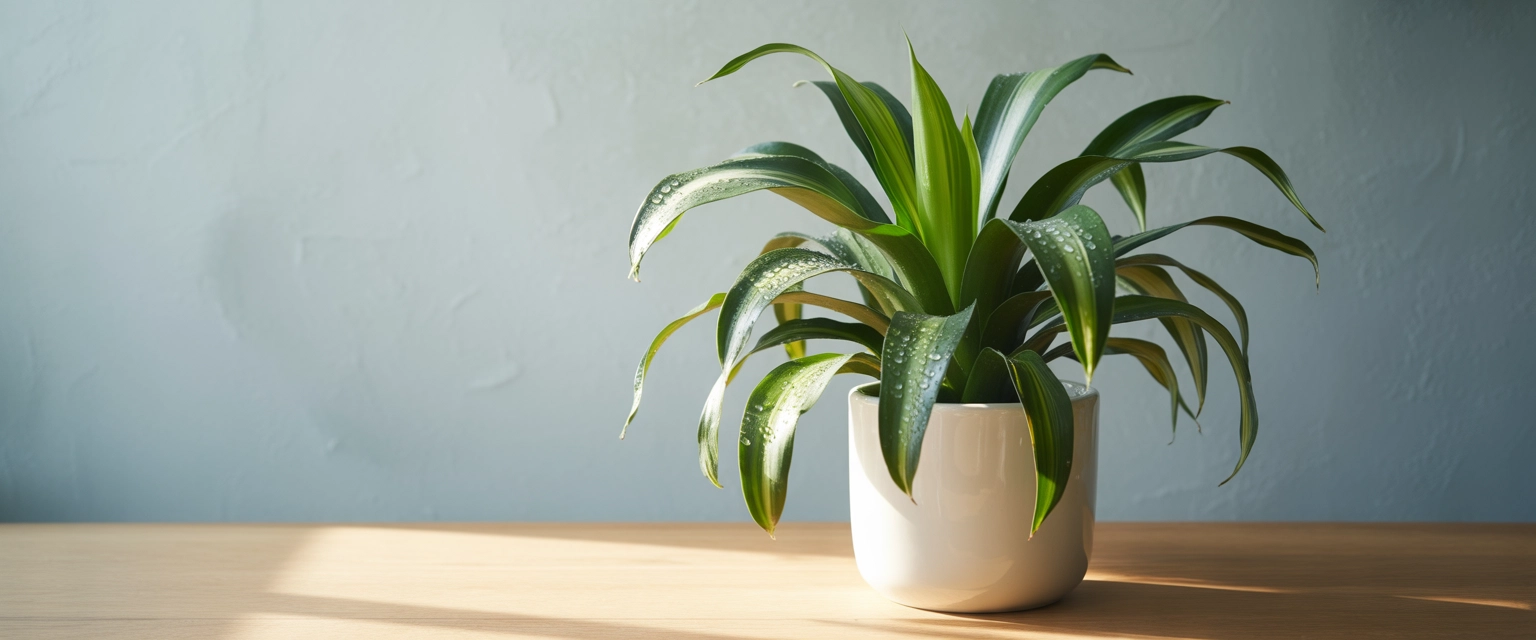 Растение  Драцена - Баннер категории